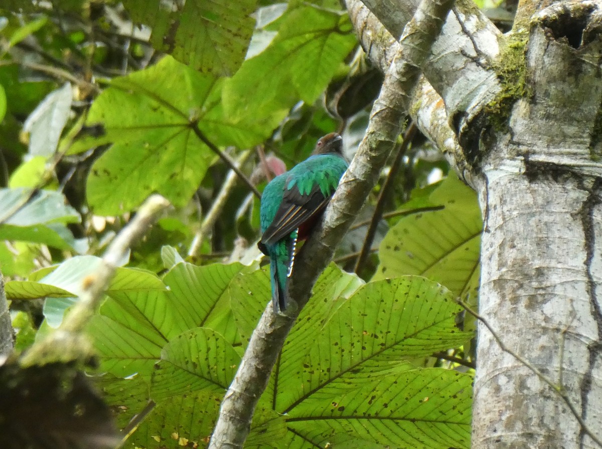 kvesal chocholkatý - ML643946242