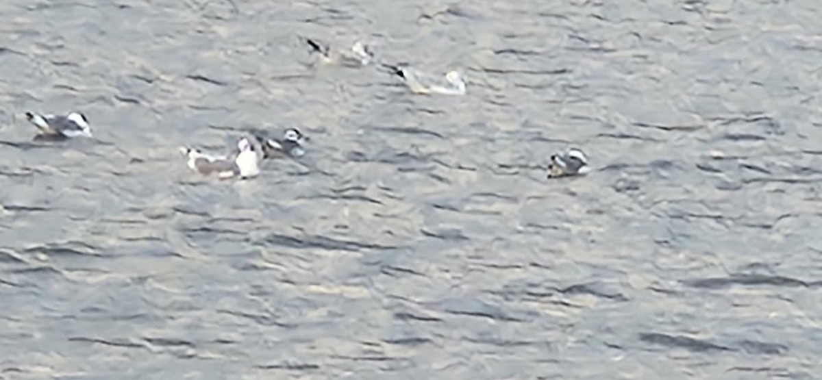 Franklin's Gull - ML643946257