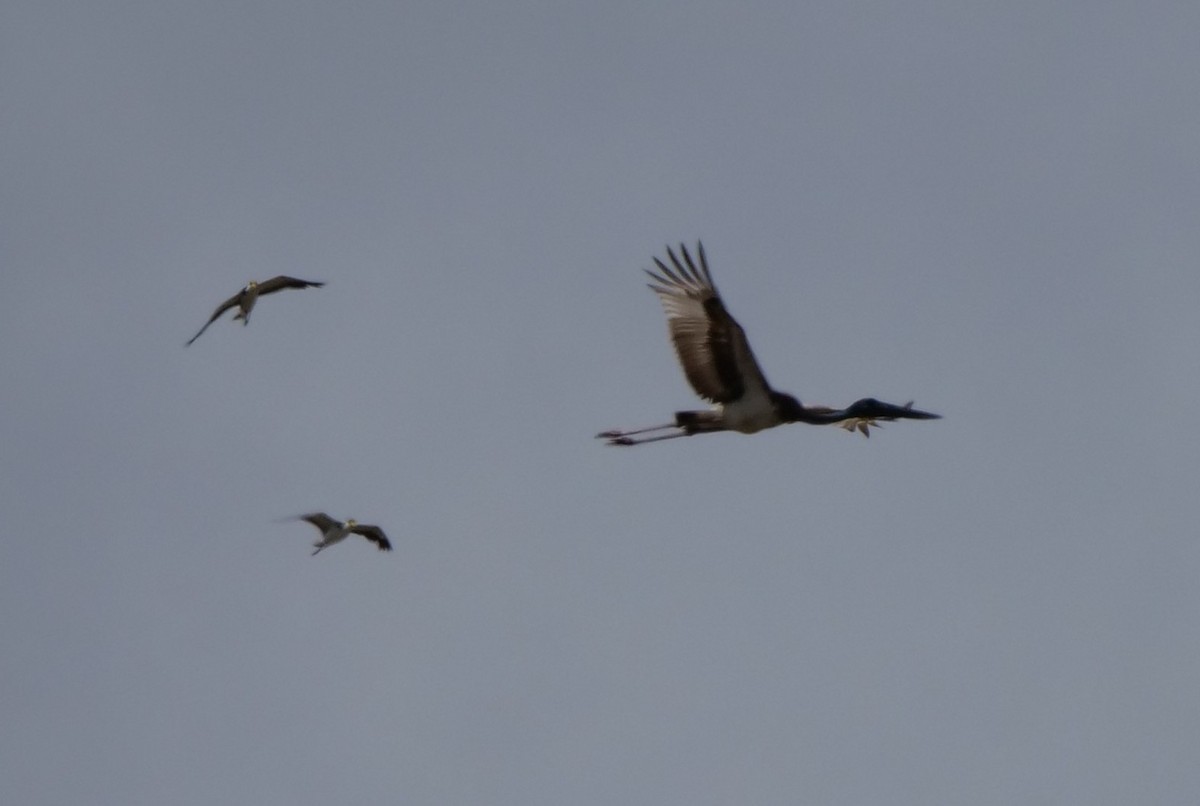 Black-necked Stork - ML643946265