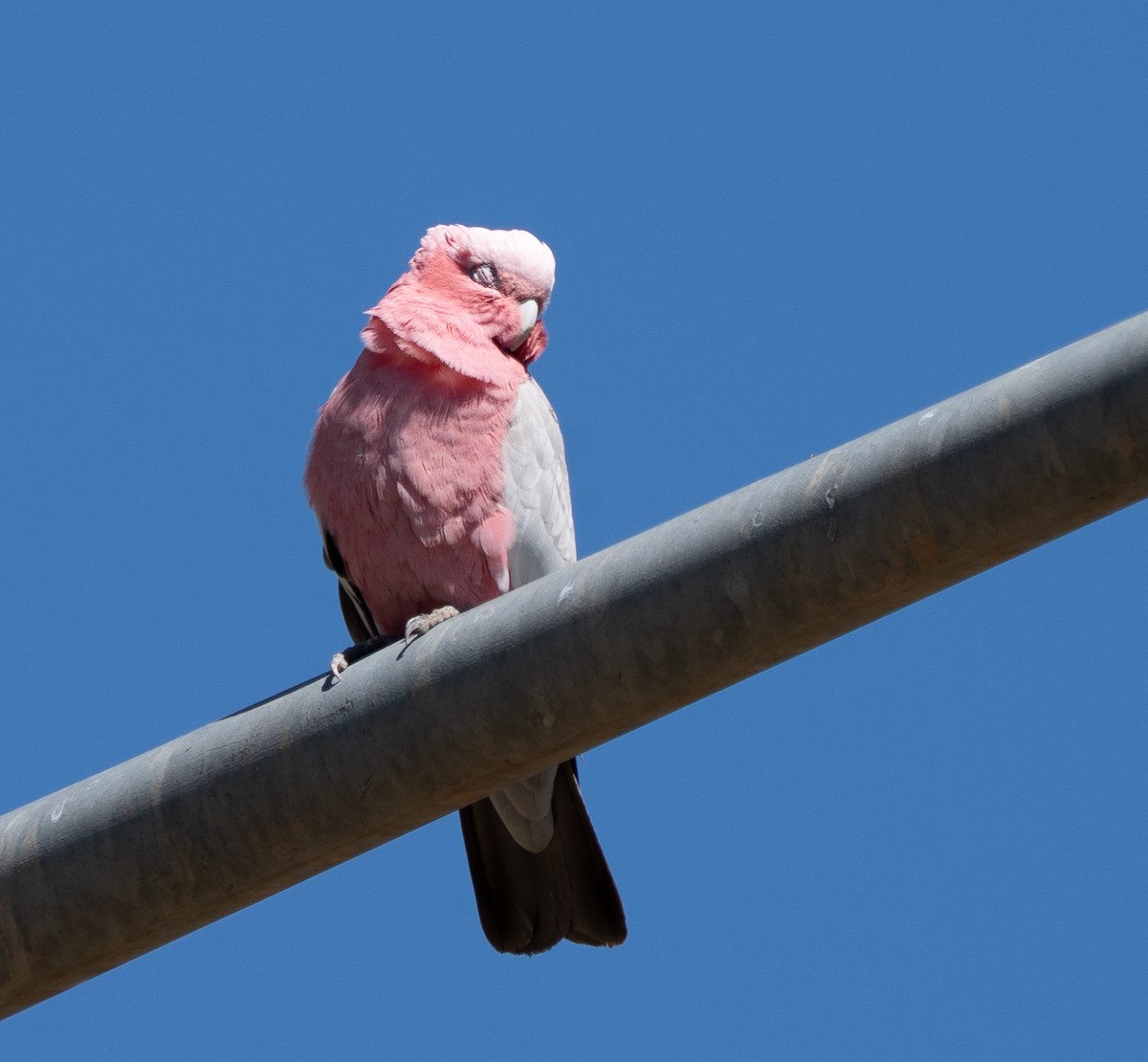 モモイロインコ - ML643946284