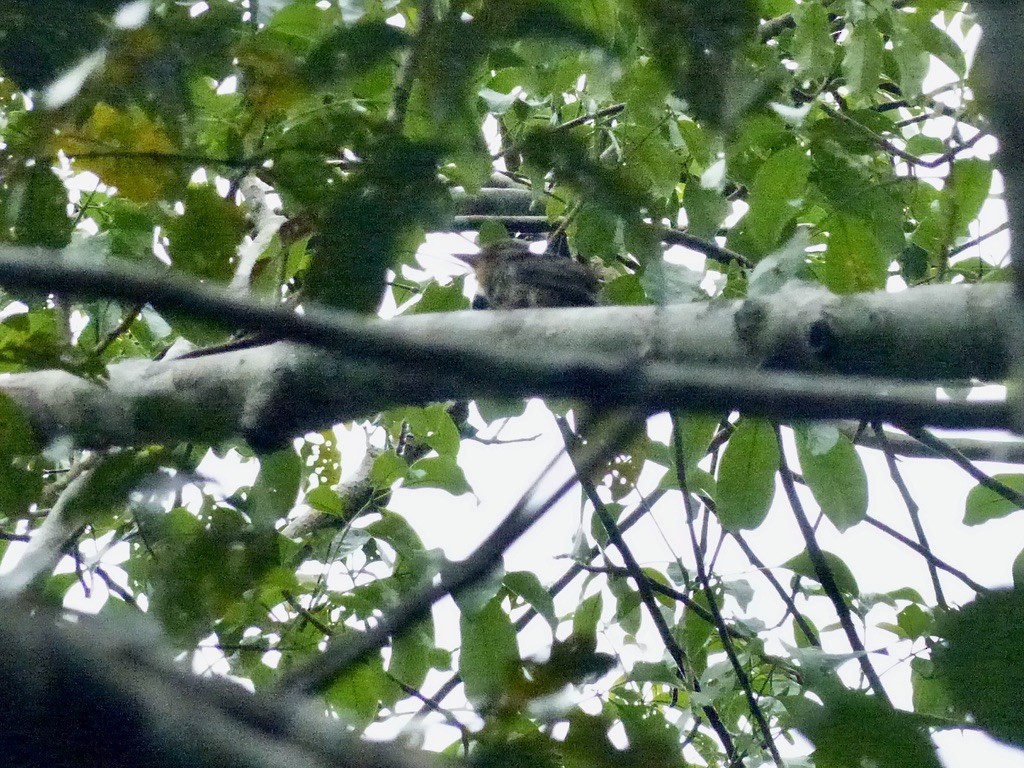 Spotted Puffbird - ML643946287