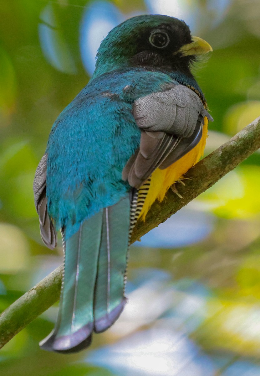 søredeltrogon - ML643946302