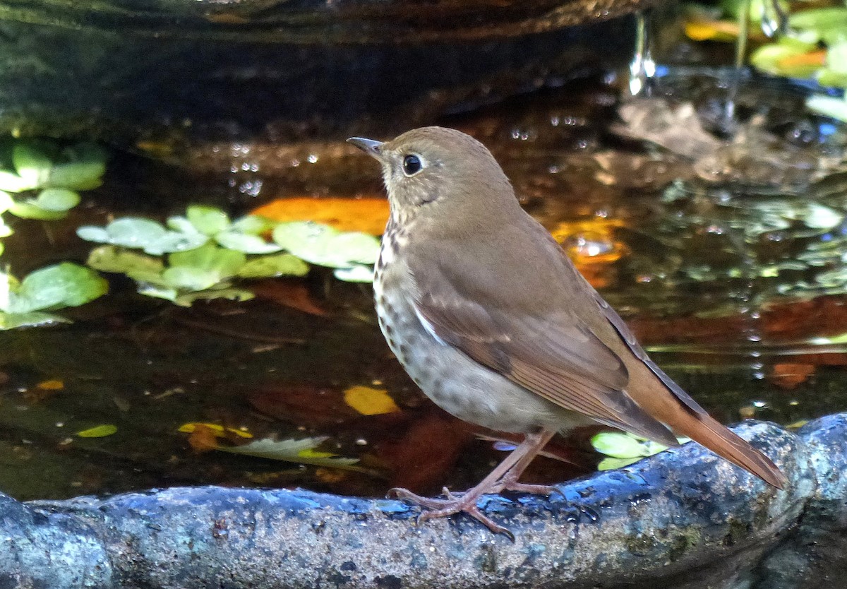 Hermit Thrush - ML643946319
