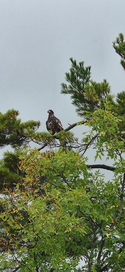Bald Eagle - ML643946326