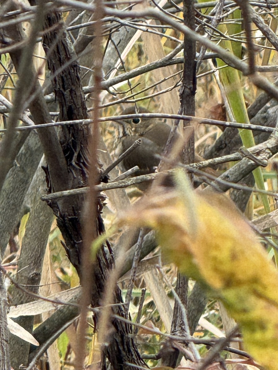 Hermit Thrush - ML643946331