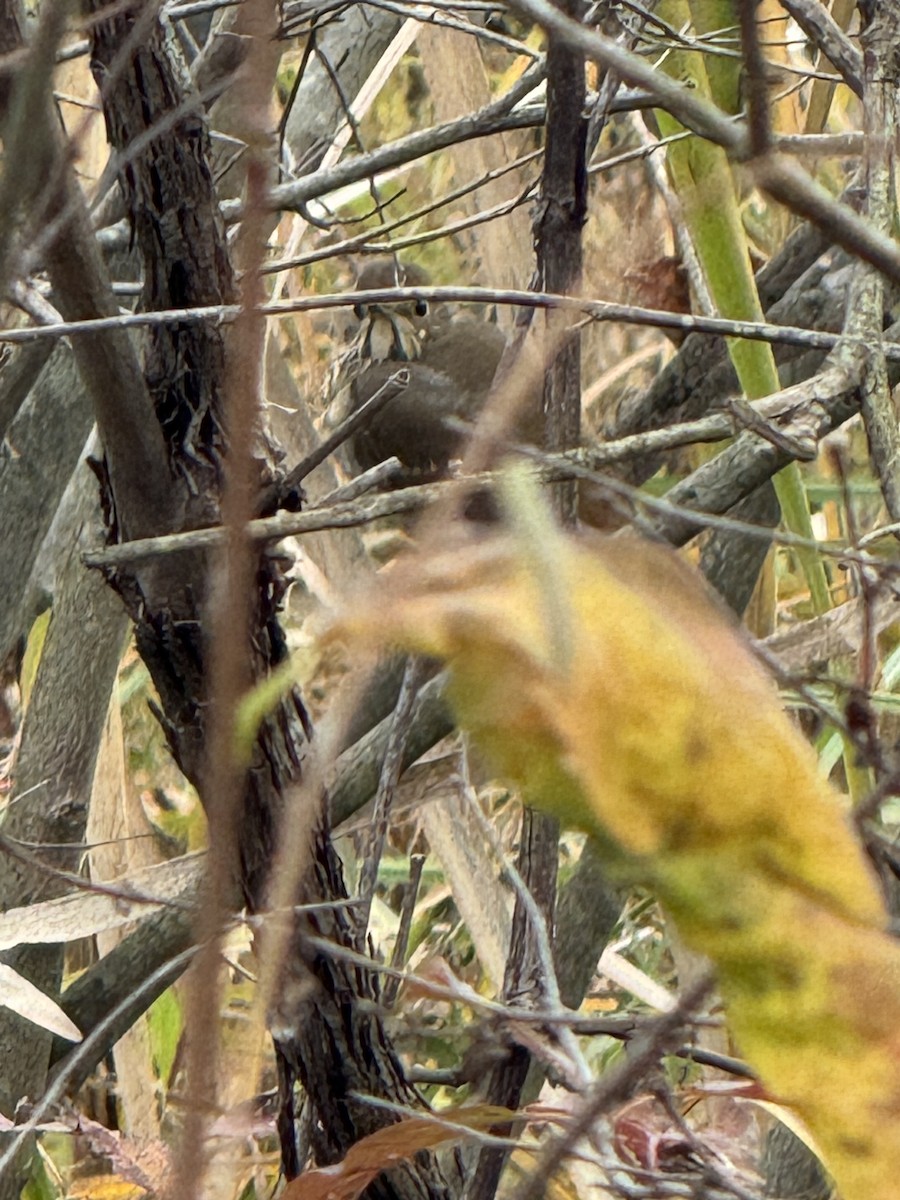Hermit Thrush - ML643946332