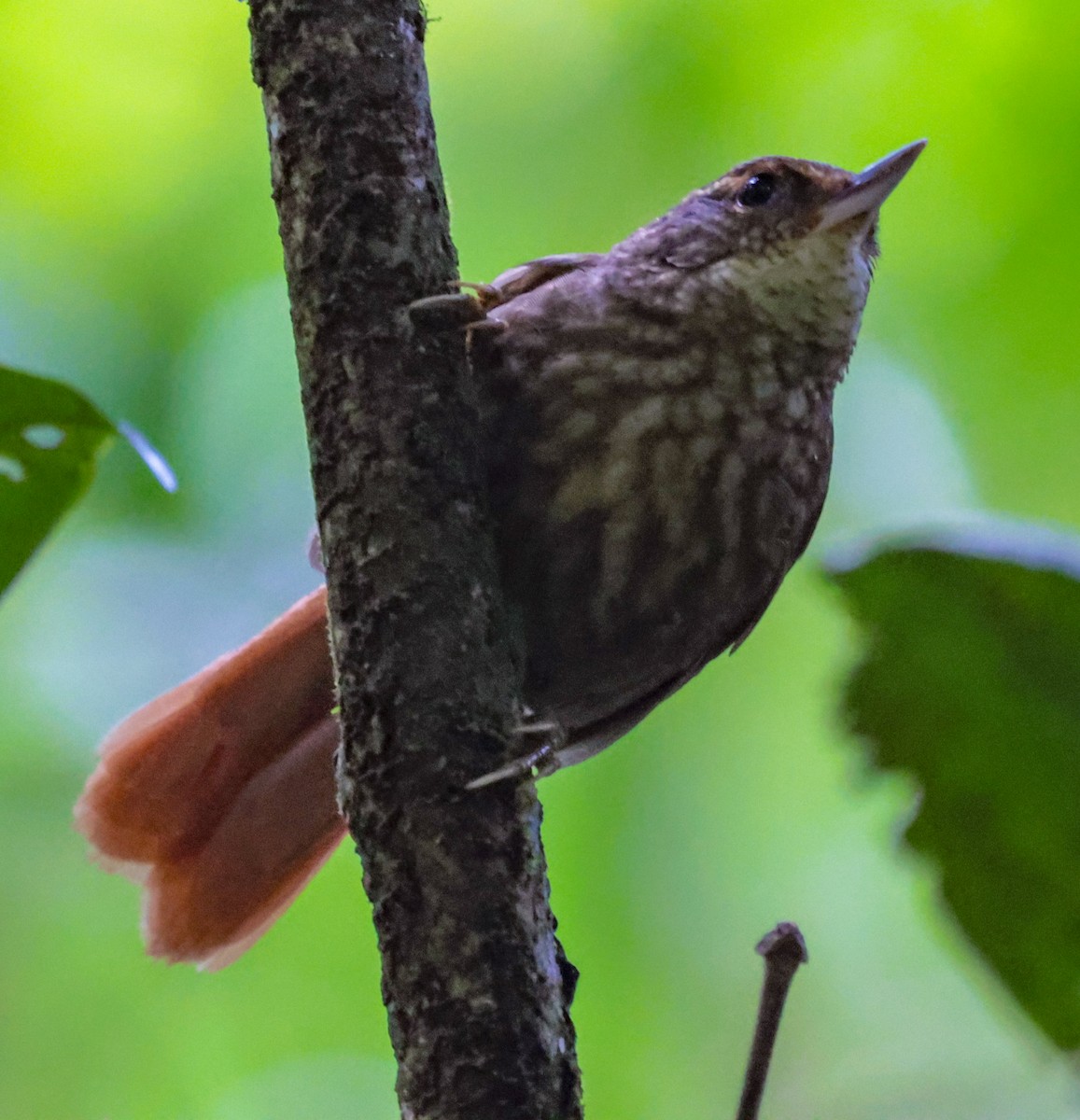 Buff-browed Foliage-gleaner - ML643946372