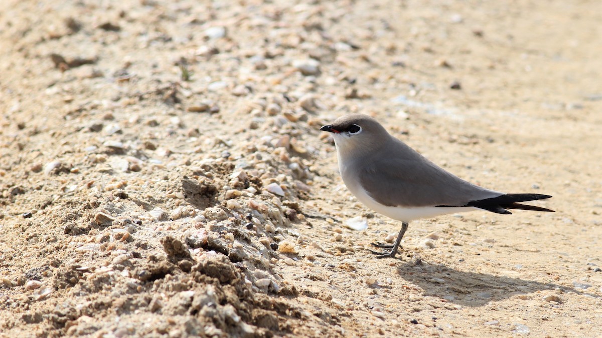 Small Pratincole - ML643946381