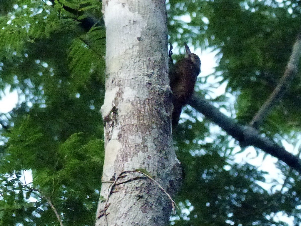 Red-billed Woodcreeper - ML643946397