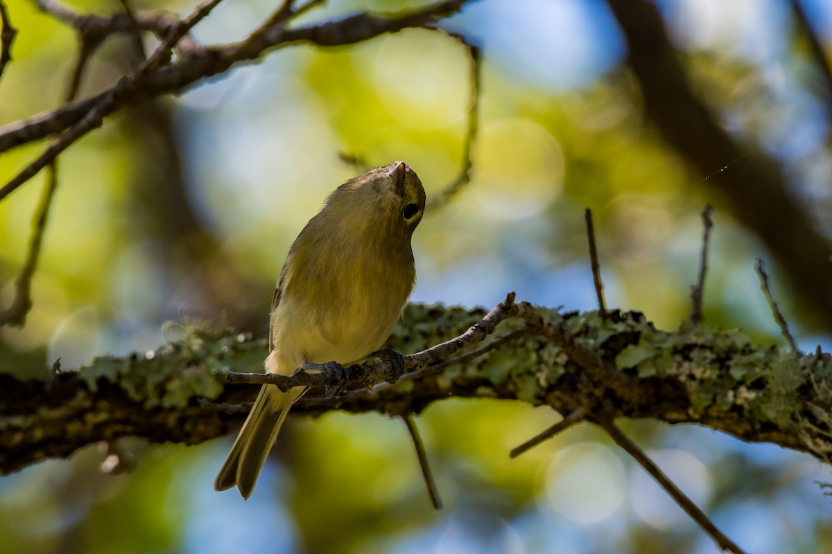 Hutton's Vireo - ML643946402