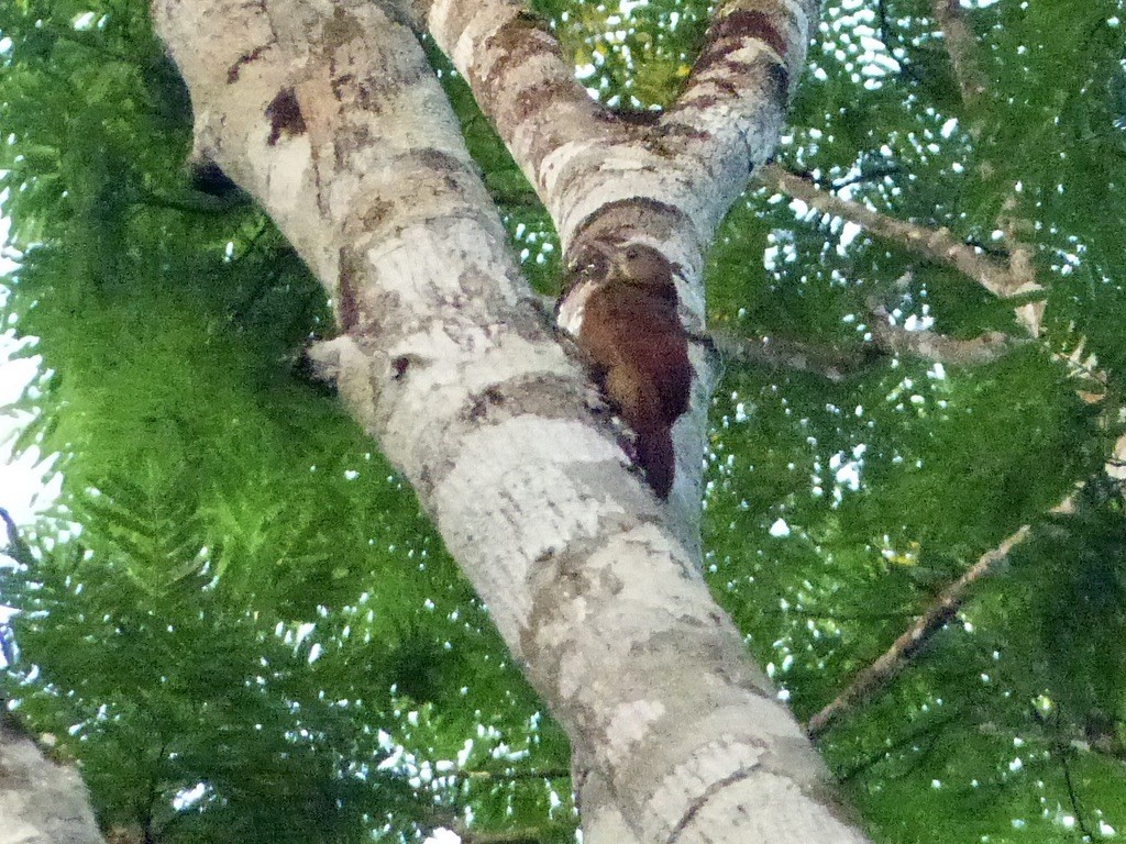 Red-billed Woodcreeper - ML643946406
