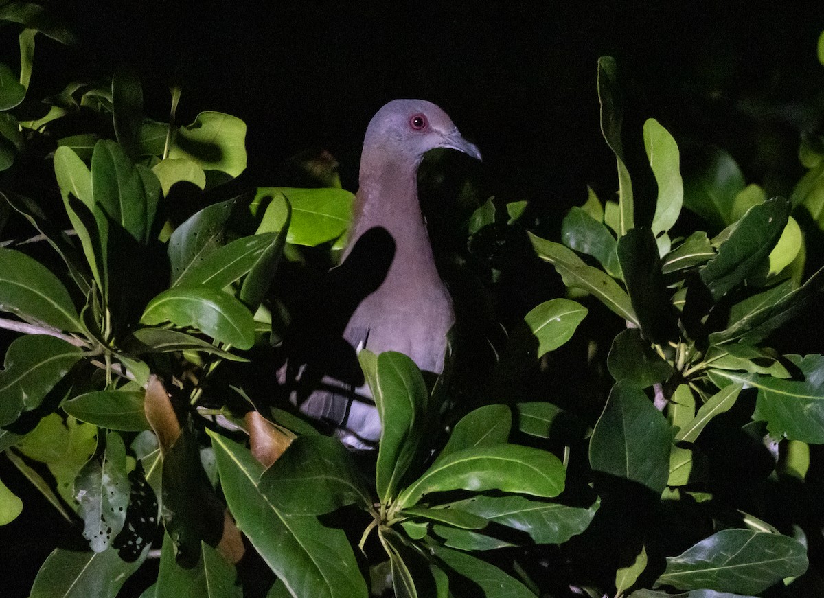 Pale-vented Pigeon - ML643946411