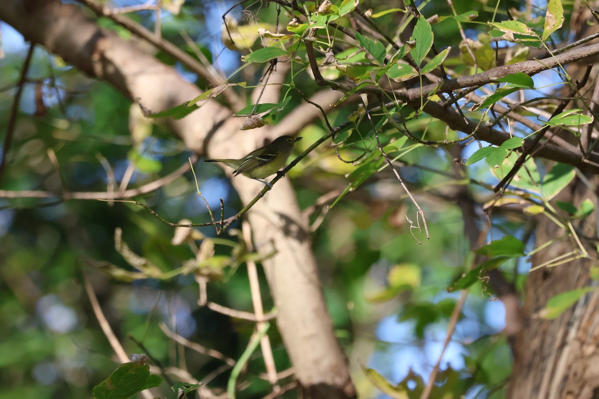 White-eyed Vireo - ML643946413