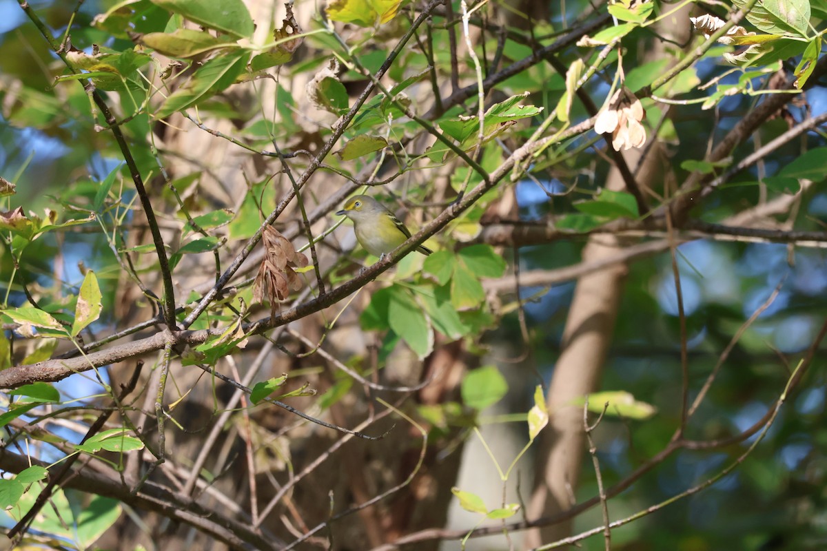 White-eyed Vireo - ML643946414