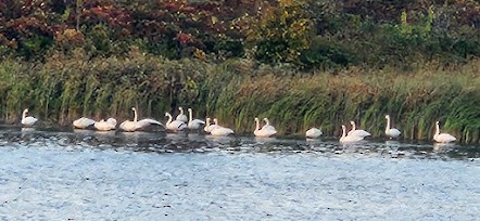 Trumpeter Swan - ML643946426
