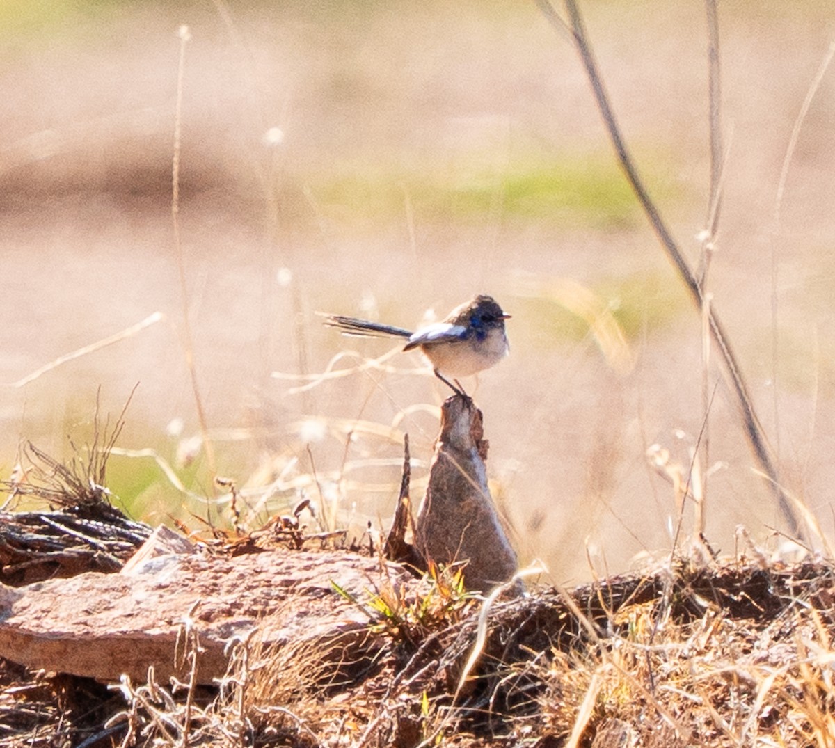 White-winged Fairywren - ML643946429