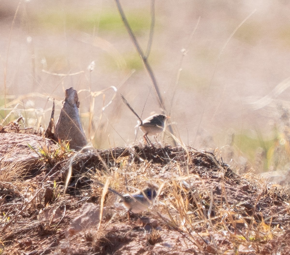White-winged Fairywren - ML643946431