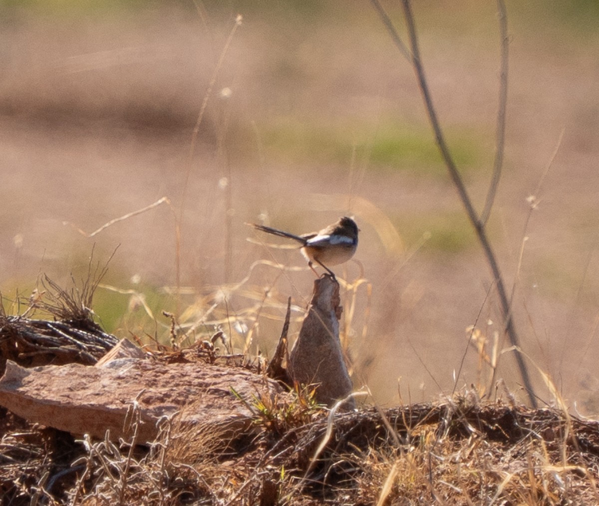 White-winged Fairywren - ML643946432