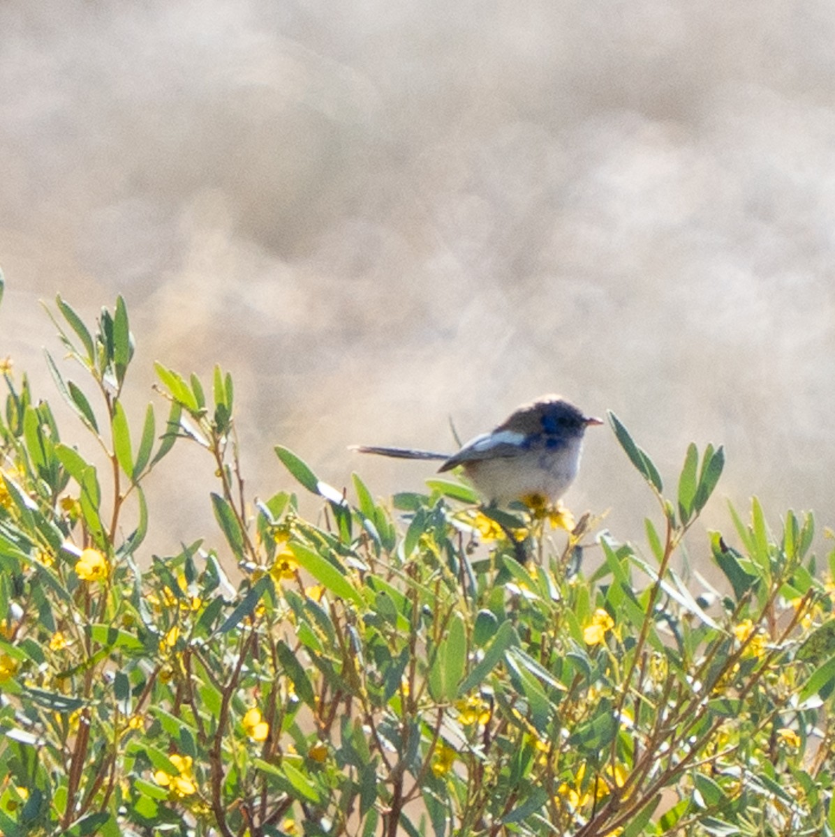 White-winged Fairywren - ML643946433