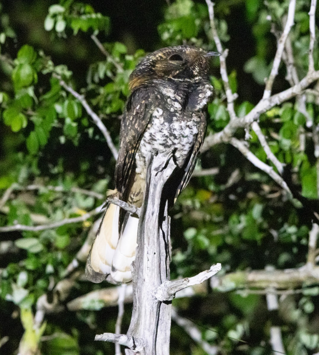 Гватемальский козодой - ML643946438