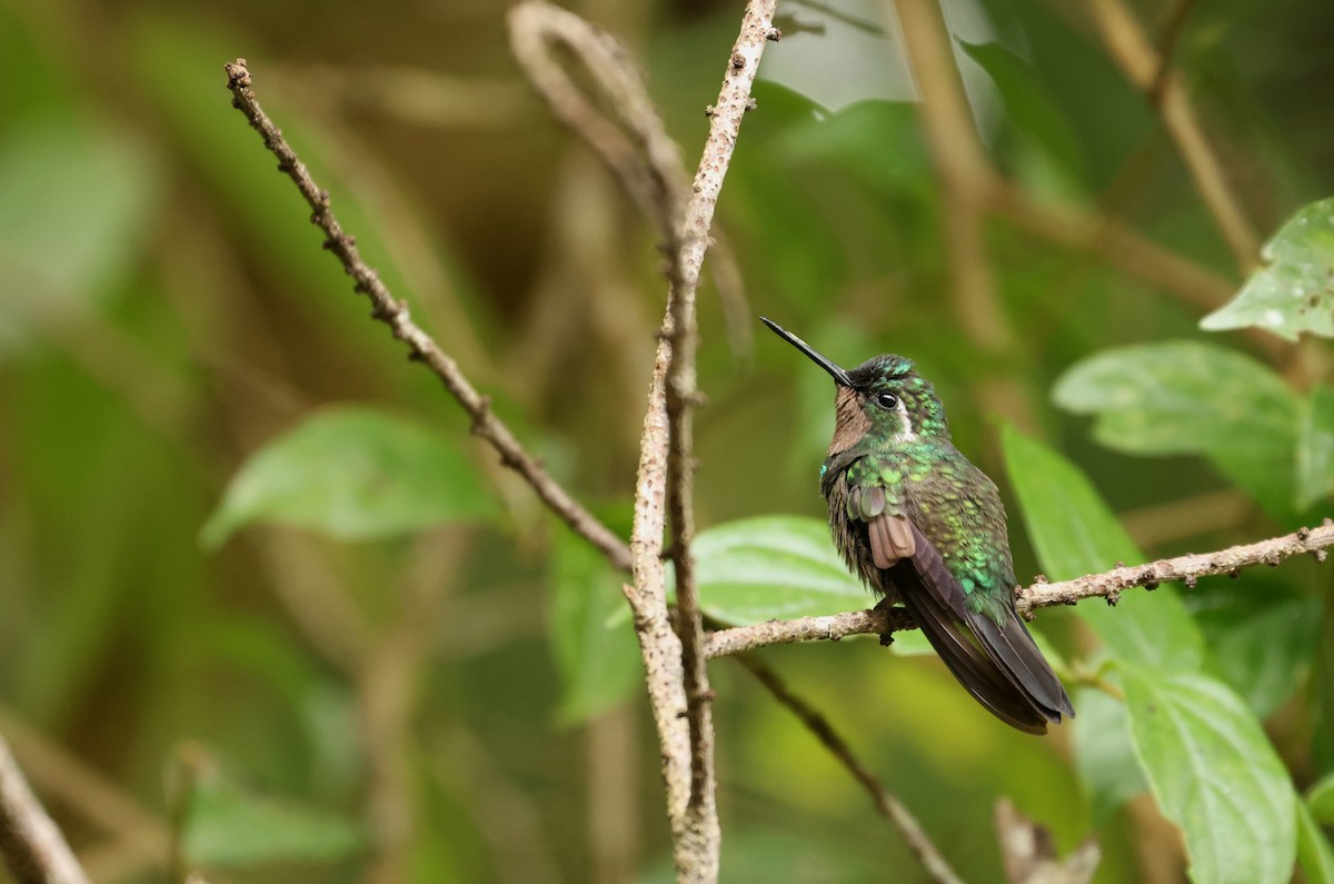 Purple-throated Mountain-gem - ML643946457