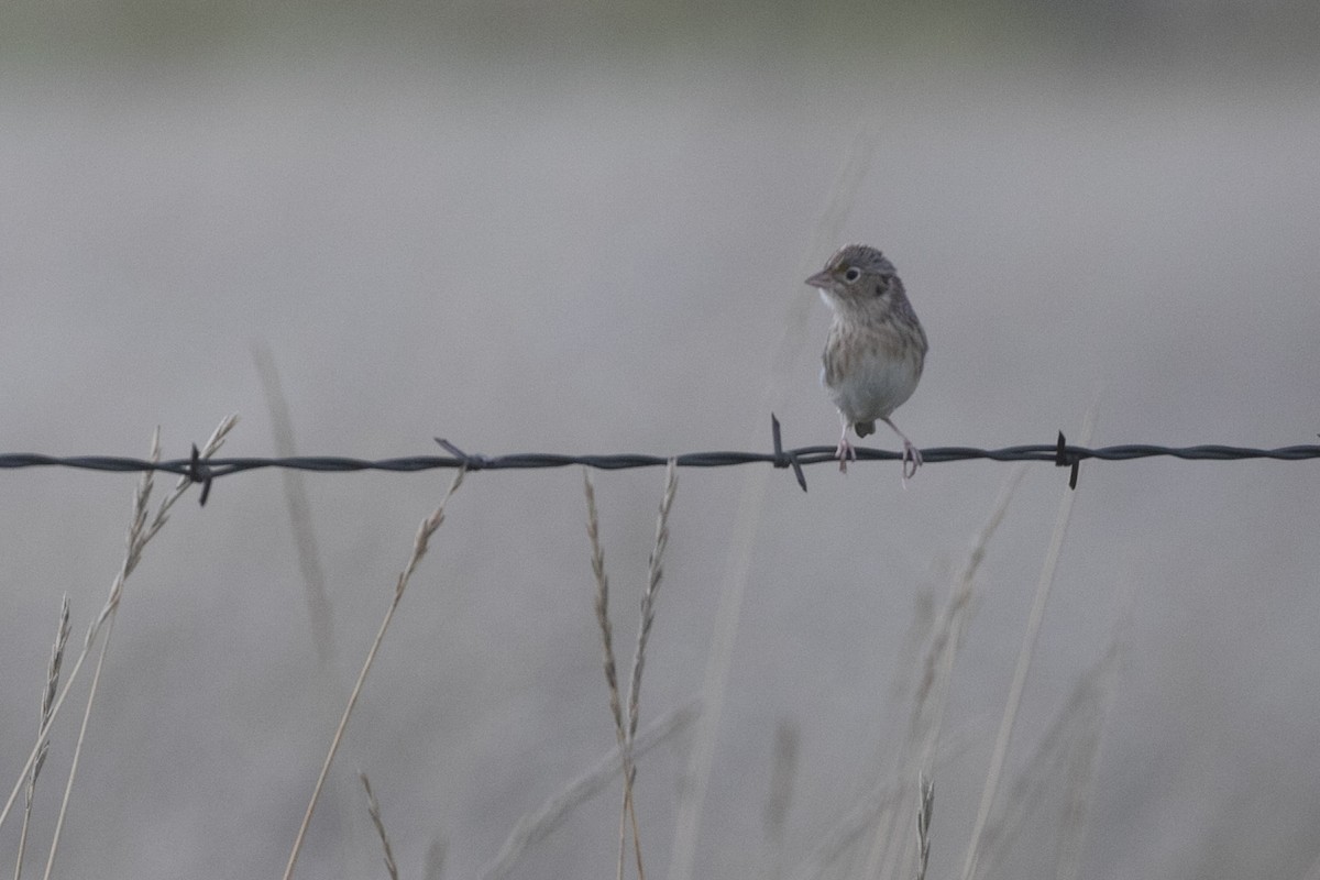 Grasshopper Sparrow - ML643946485