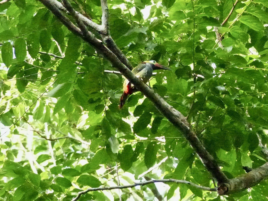 Guianan Toucanet - ML643946486