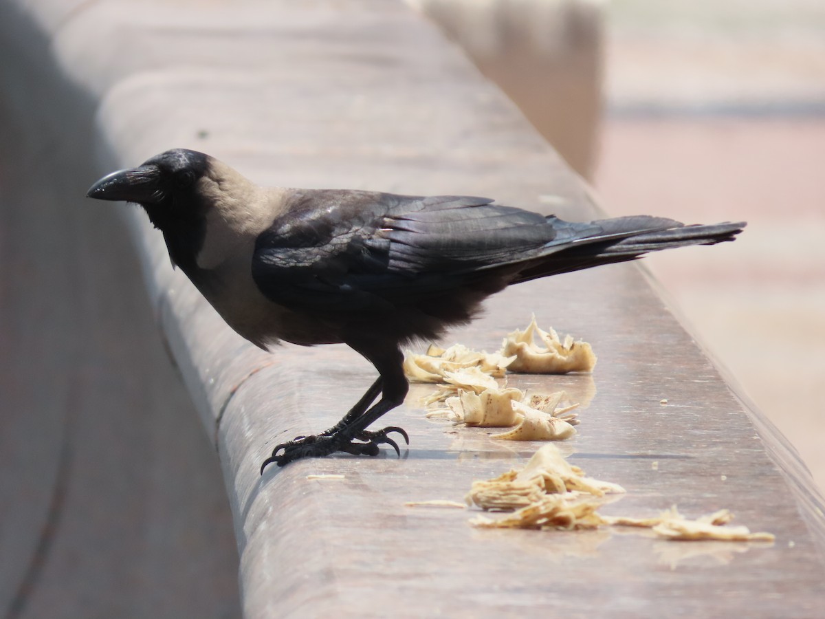 House Crow - ML643946494