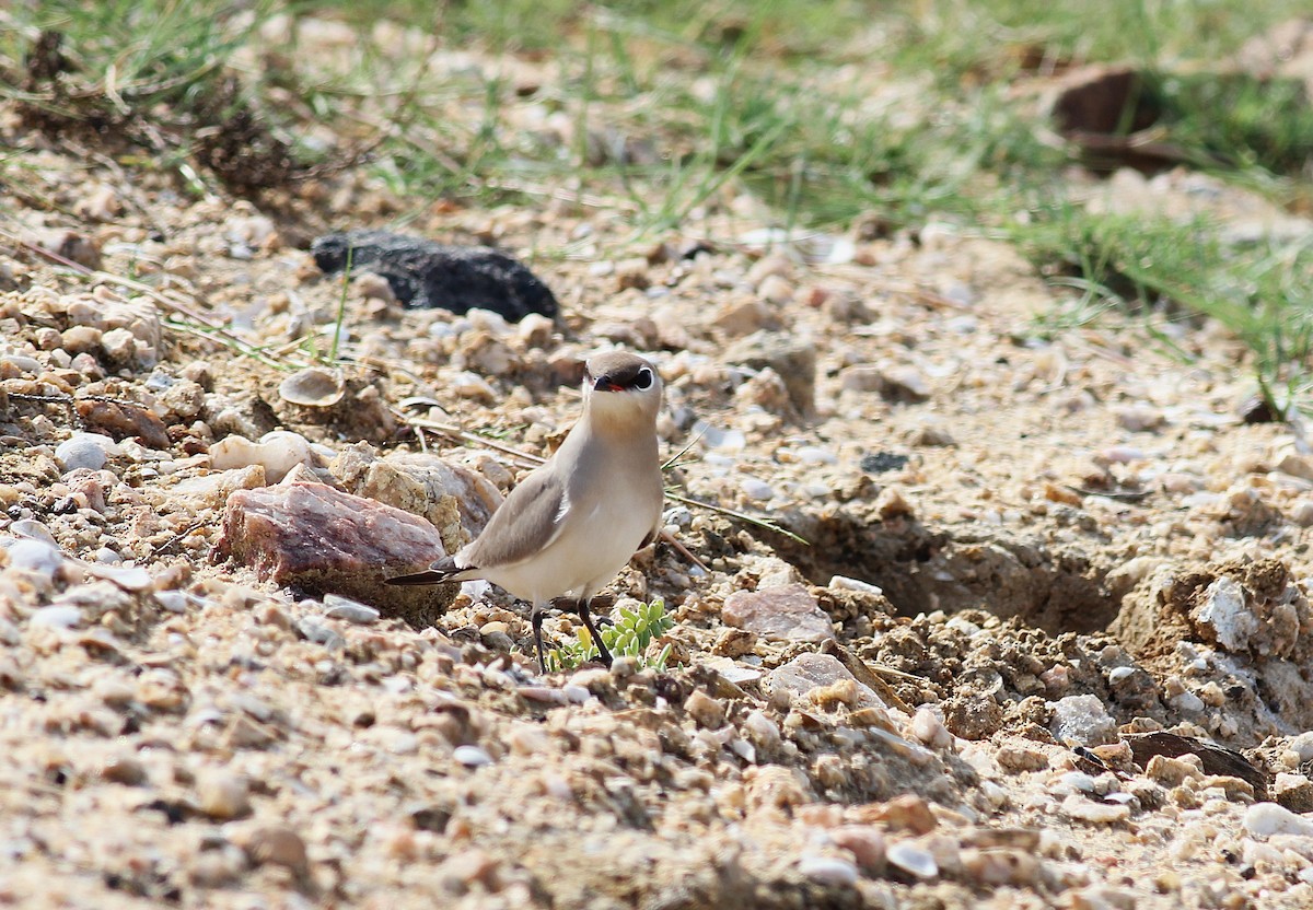Small Pratincole - ML643946499