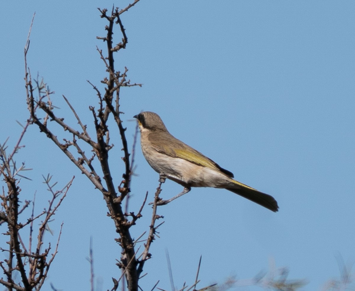 Singing Honeyeater - ML643946500