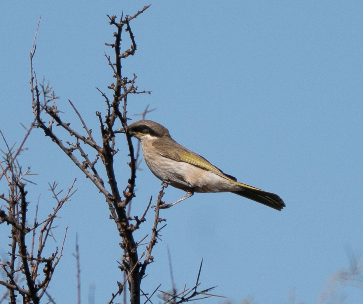 Singing Honeyeater - ML643946501