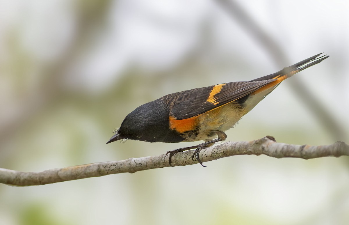American Redstart - ML643946512