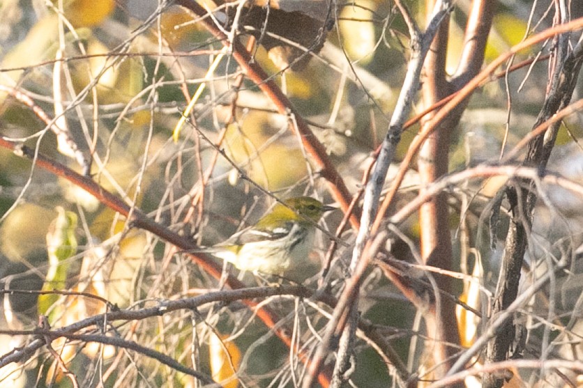 Black-throated Green Warbler - ML643946513