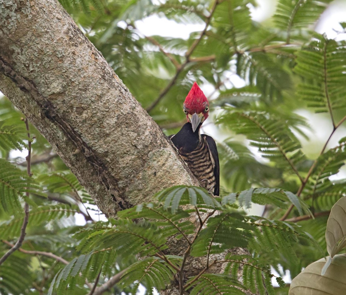 Crimson-crested Woodpecker - ML643946517