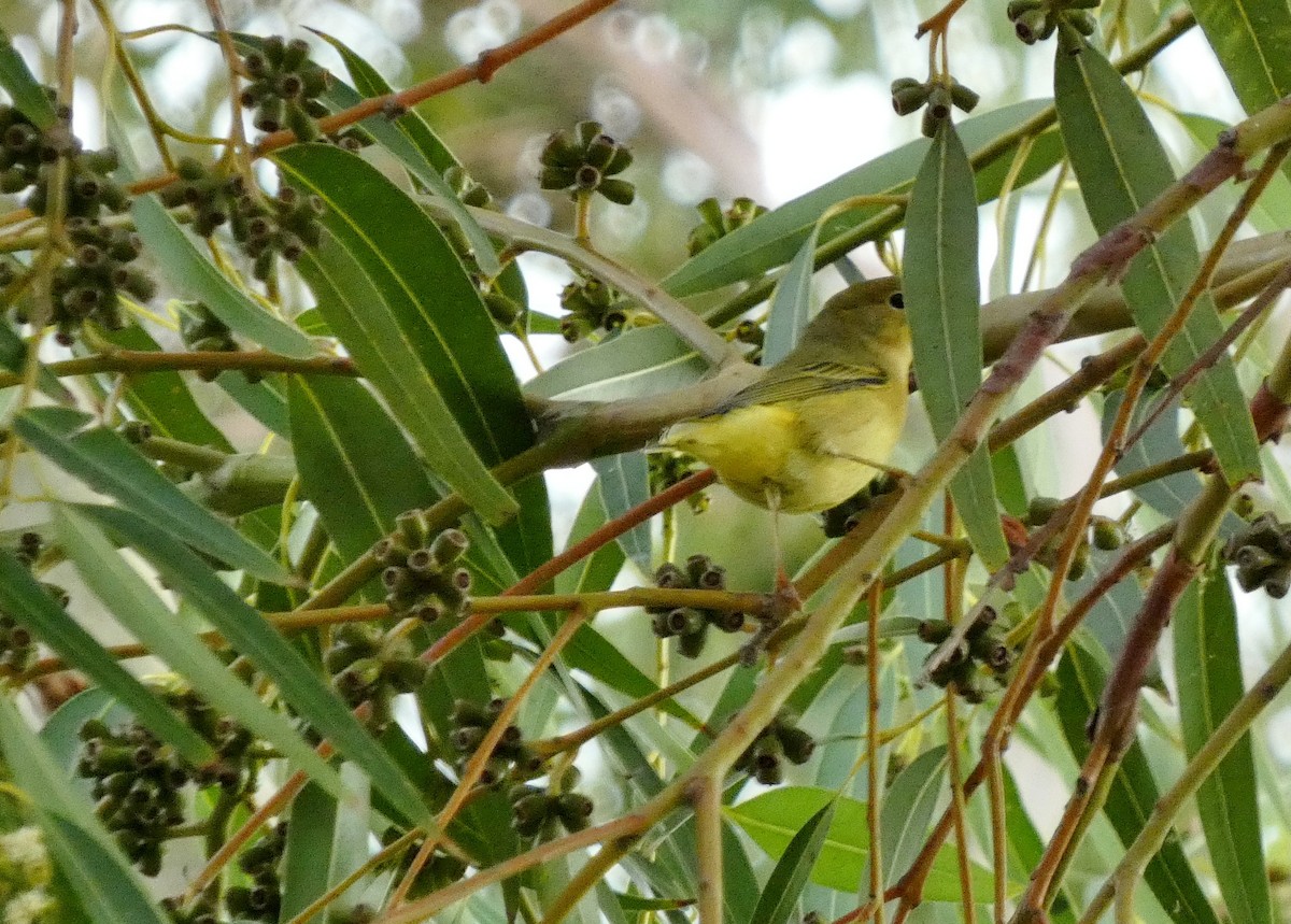 Yellow Warbler (Northern) - ML643946534