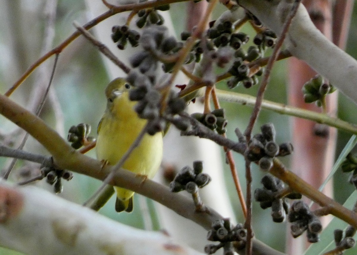 Yellow Warbler (Northern) - ML643946536