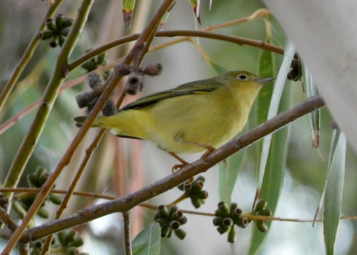 Yellow Warbler (Northern) - ML643946537