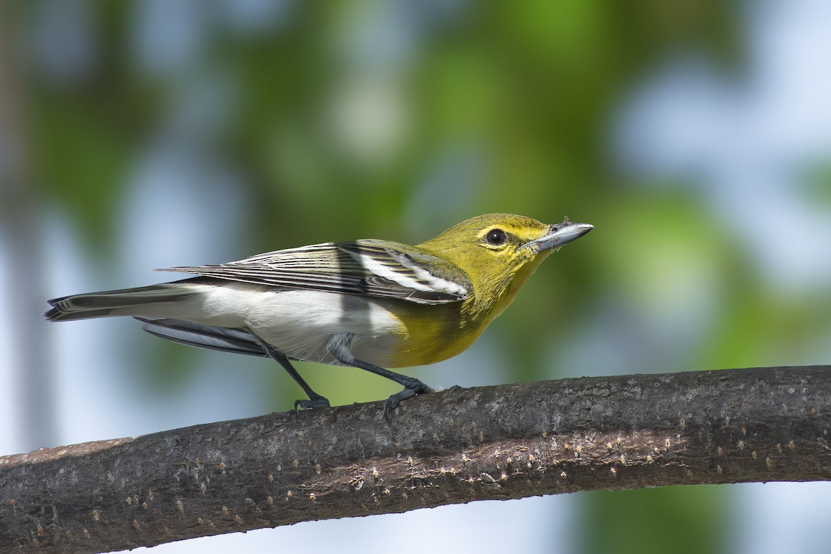 Yellow-throated Vireo - ML643946545