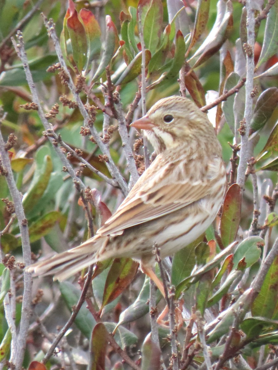 Savannah Sparrow (Ipswich) - ML643946568