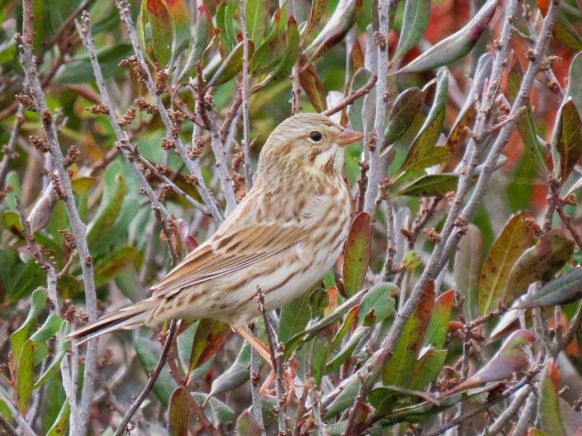 Savannah Sparrow (Ipswich) - ML643946569