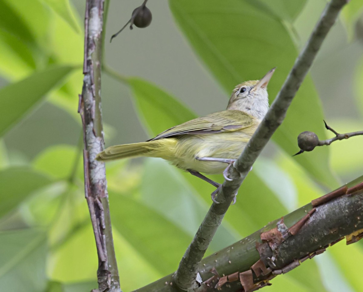 Golden-fronted Greenlet - ML643946596