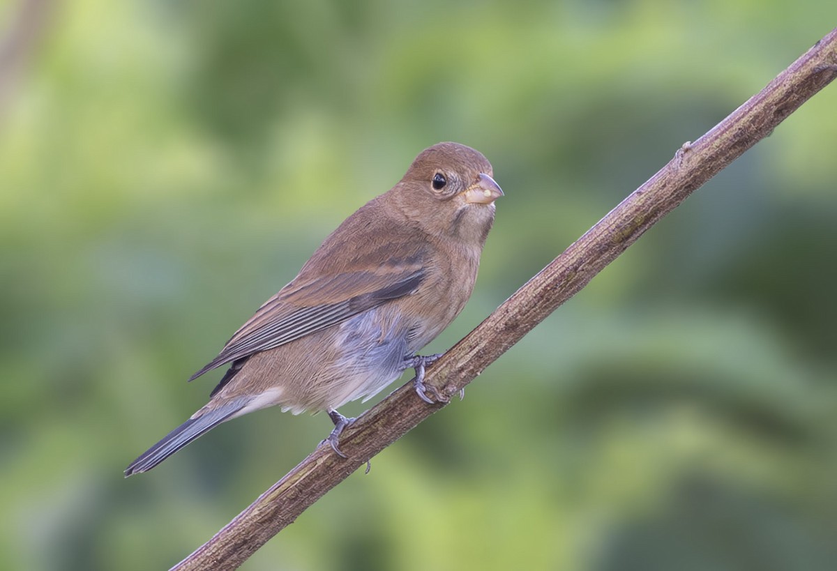 Indigo Bunting - ML643946599