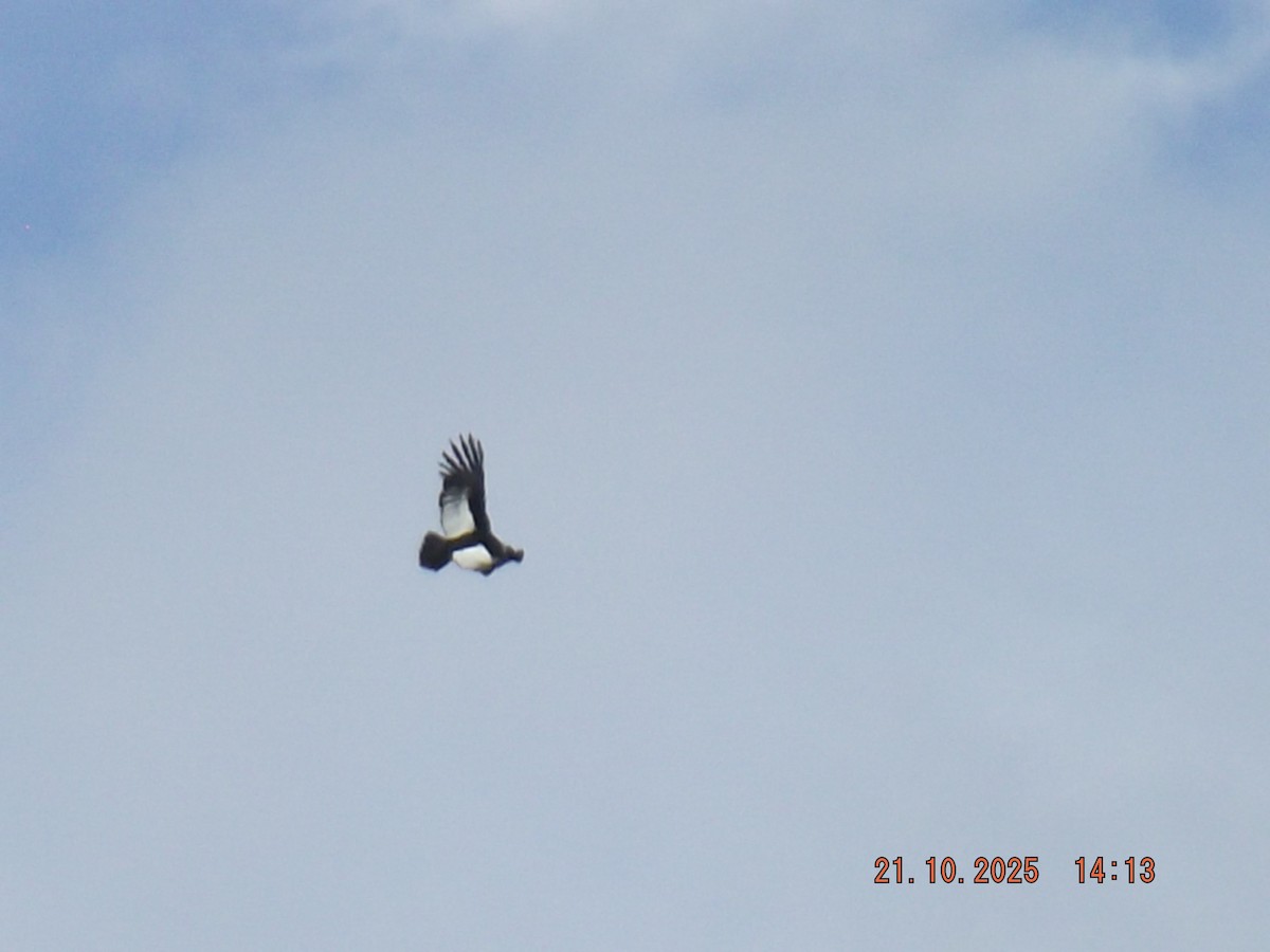 Andean Condor - ML643946629
