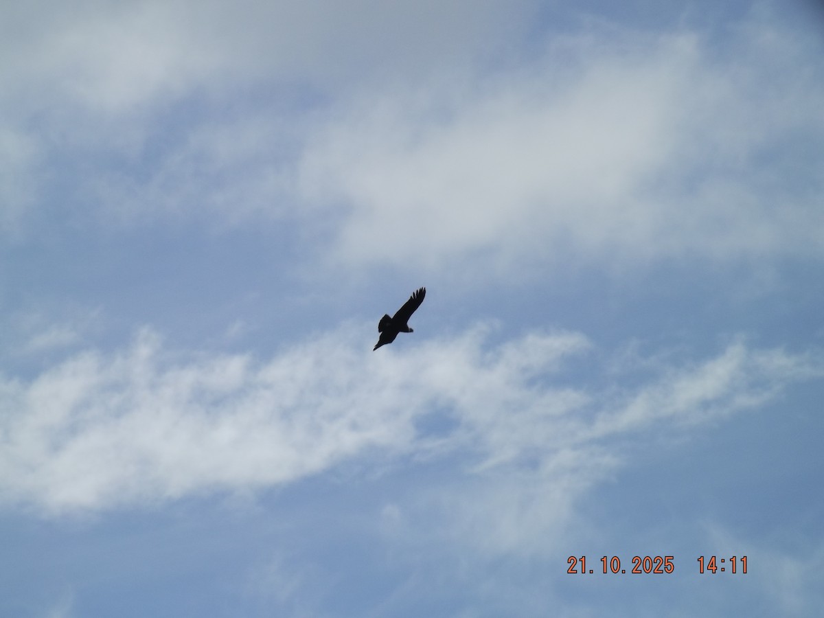 Andean Condor - ML643946631