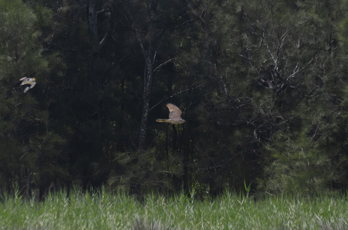 Brown Goshawk - ML643946636