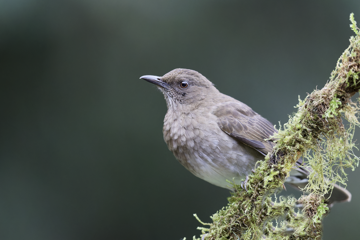 Black-billed Thrush - ML643946643