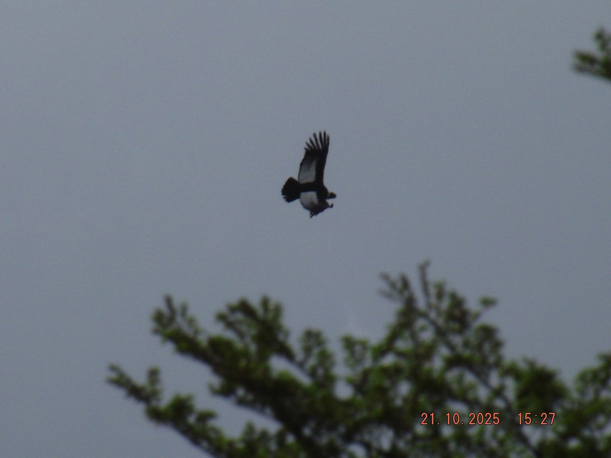 Andean Condor - ML643946734