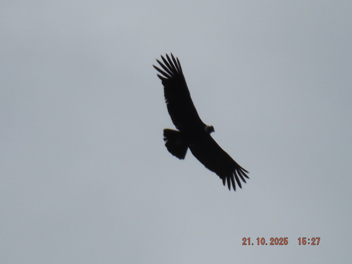 Andean Condor - ML643946735