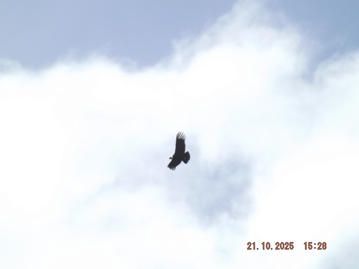 Andean Condor - ML643946736