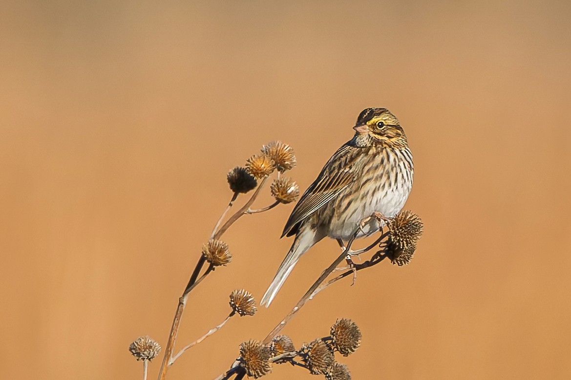 Savannah Sparrow - ML643946743